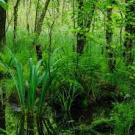 Jungle ecosystem
