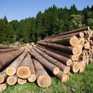 Felled tree trunks