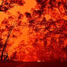 forest fire